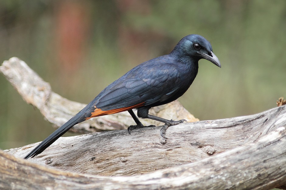 Red-winged Starling - ML204952841