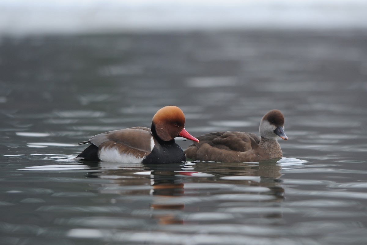 Red-crested Pochard - ML204952891