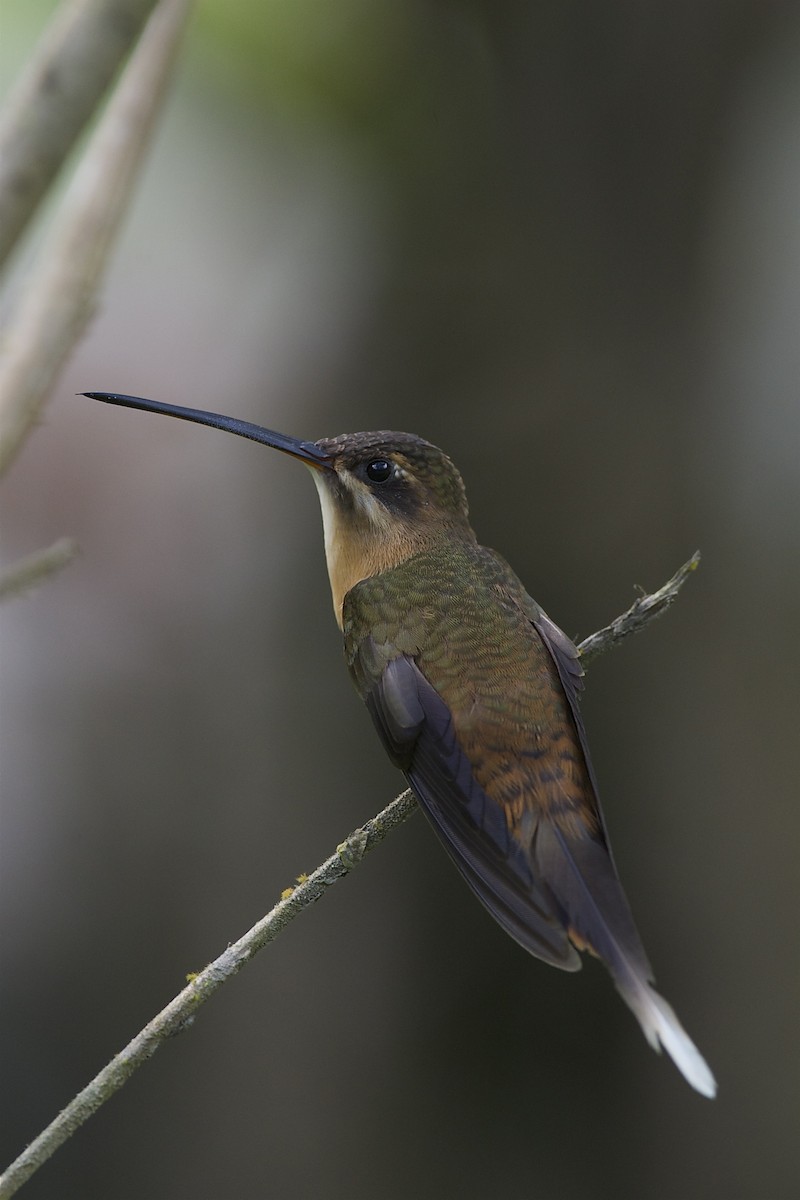 Koepckeschattenkolibri - ML204953211