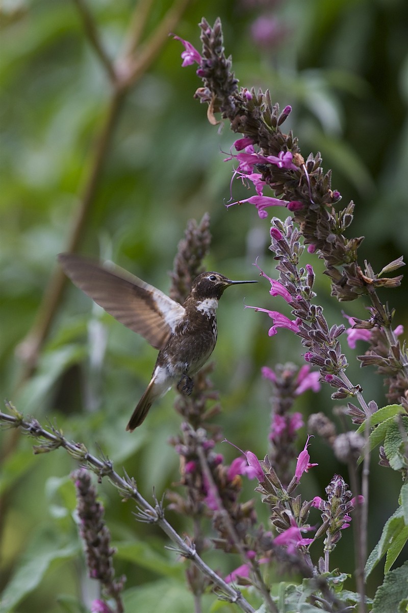 kolibřík maraňónský - ML204953241