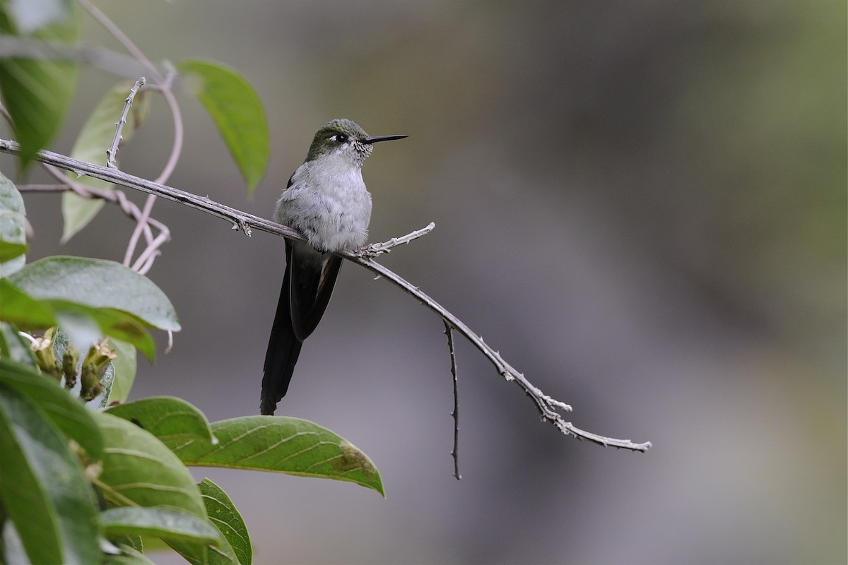 Colibri comète - ML204953281