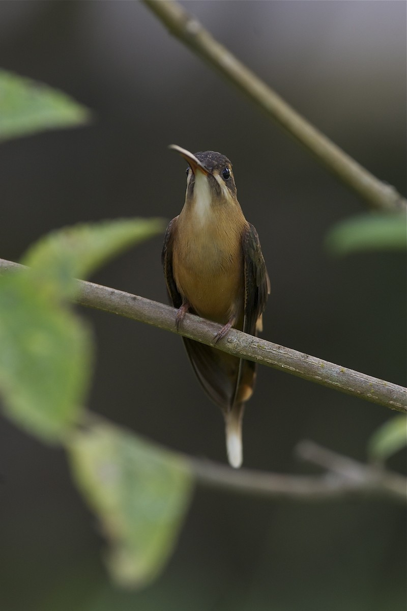 Koepckeschattenkolibri - ML204953301