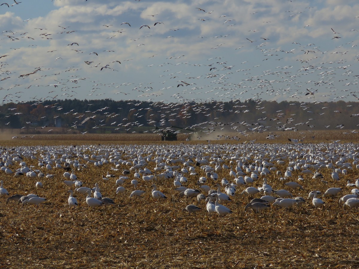 Snow Goose - Stacy Robinson