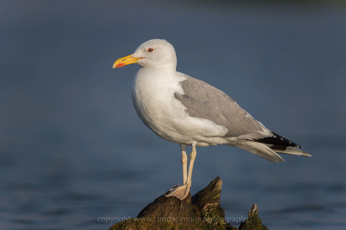 Caspian Gull - Ciro De Simone