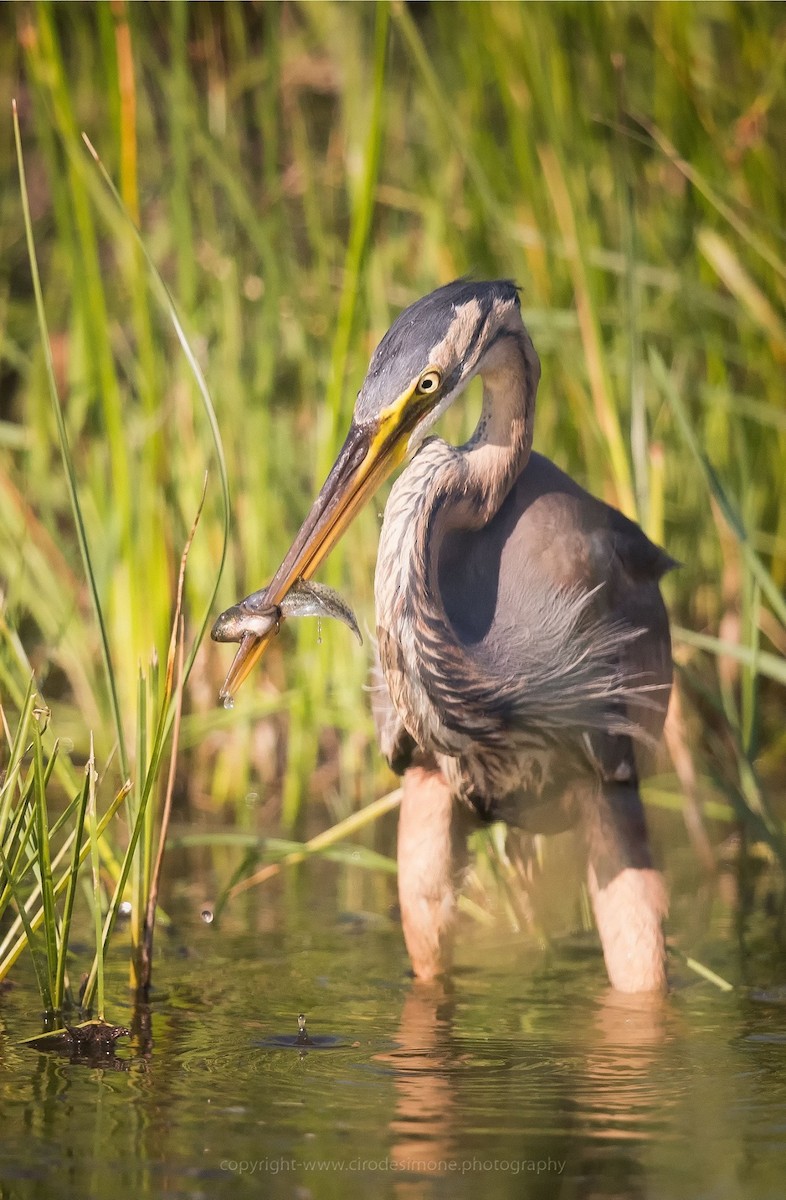 Purple Heron (Purple) - ML204953991