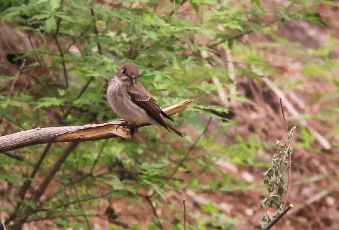 Asian Brown Flycatcher - ML204954111