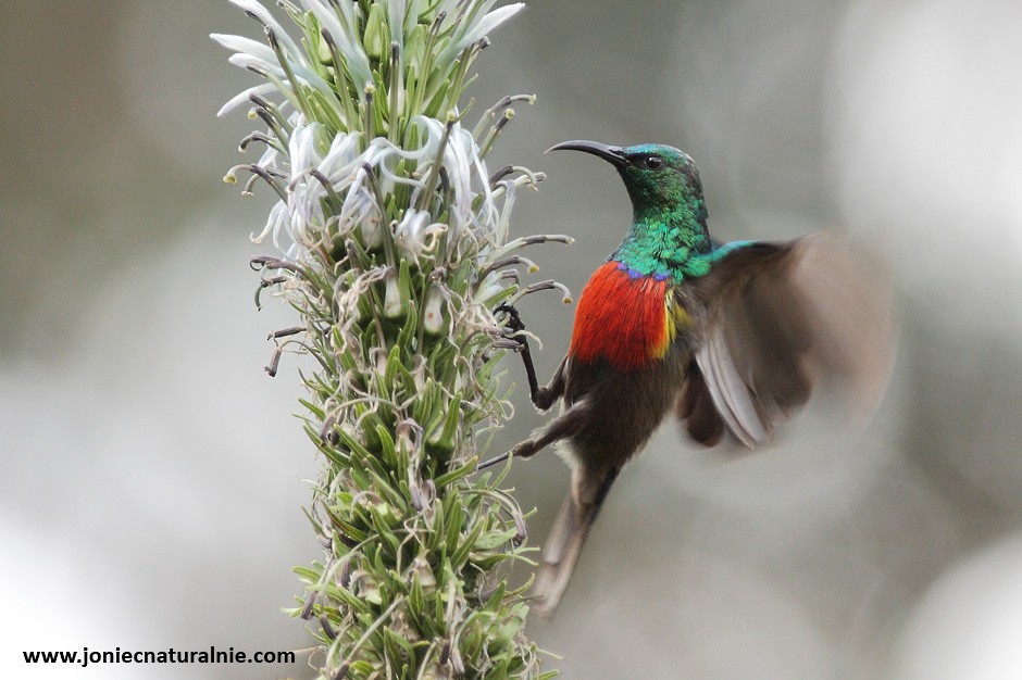 Northern Double-collared Sunbird (Western) - ML204954801