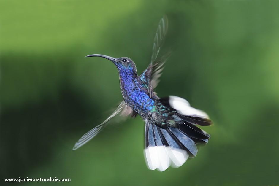 Violet Sabrewing - ML204954901