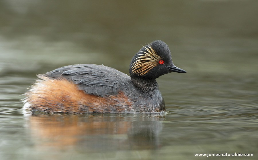 Eared Grebe - ML204955001