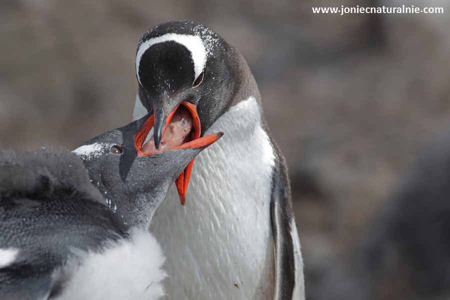 Gentoo Penguin - ML204955041