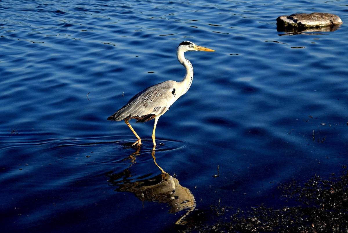 Gray Heron - ML204955061