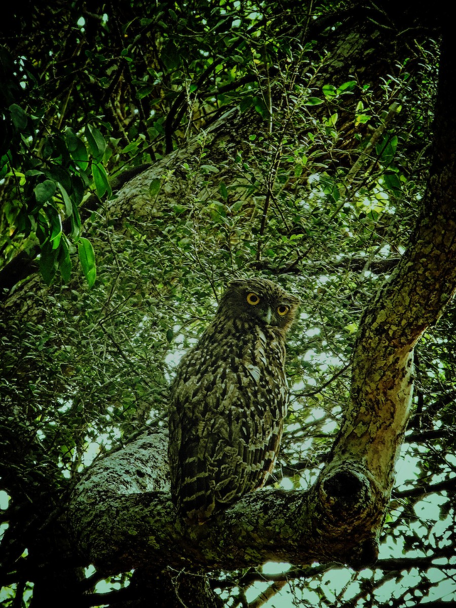 Brown Fish-Owl - ML204955151