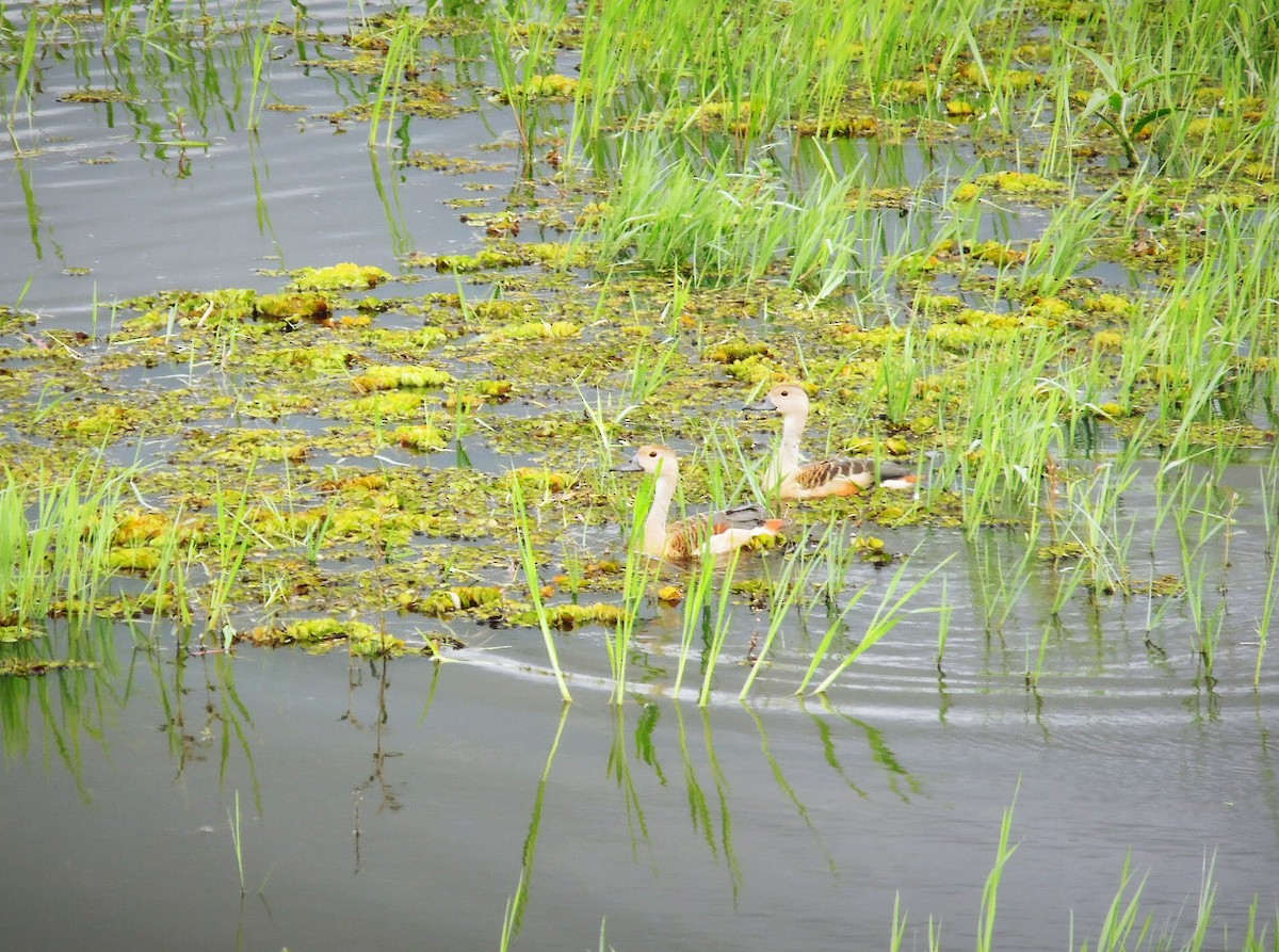 Lesser Whistling-Duck - ML204955161