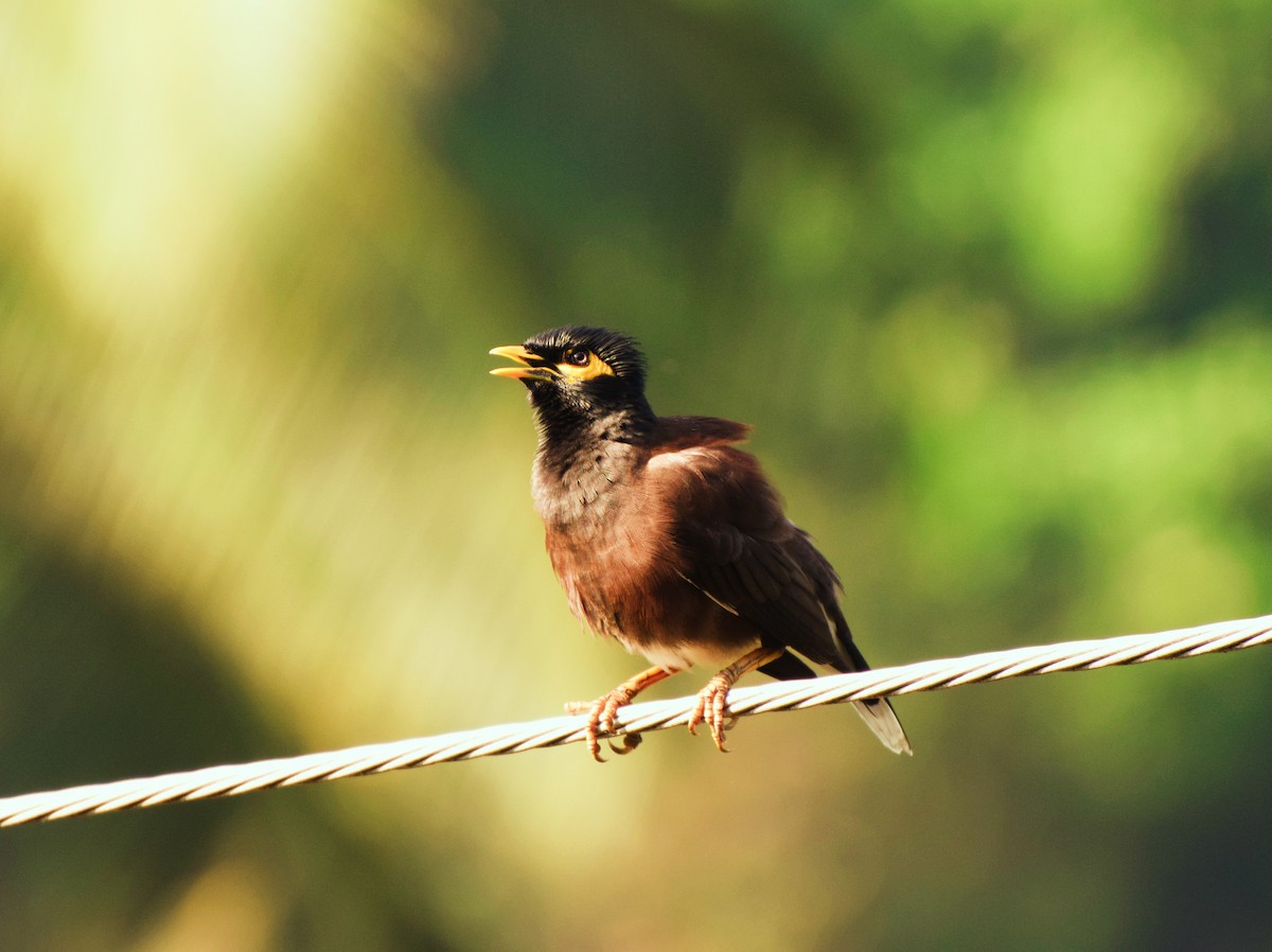 Common Myna - ML204955171