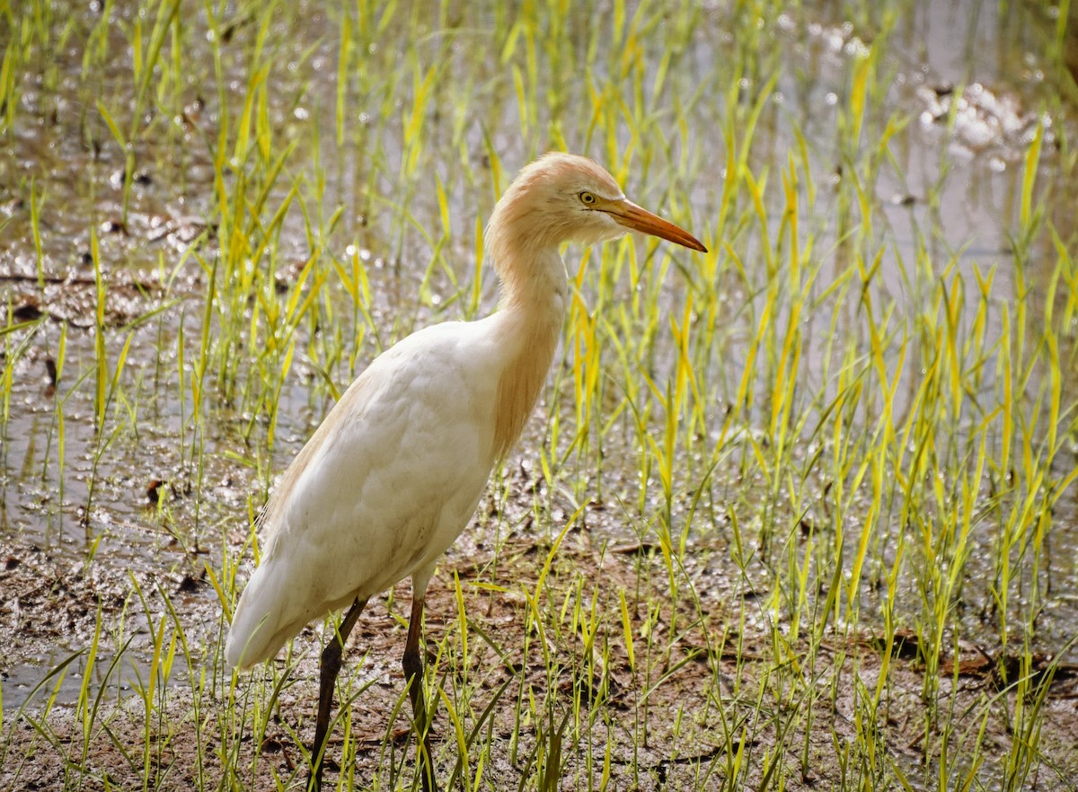Eastern Cattle-Egret - ML204955181