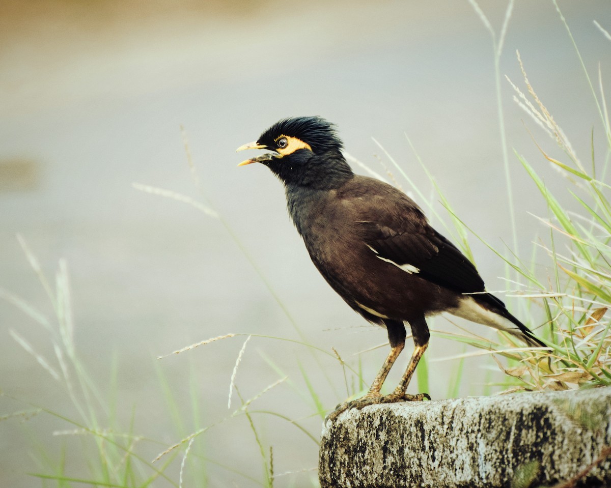 Common Myna - ML204955211