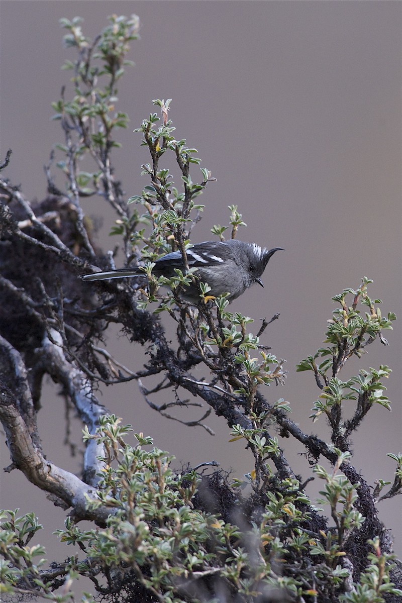 Ash-breasted Tit-Tyrant - Marc FASOL