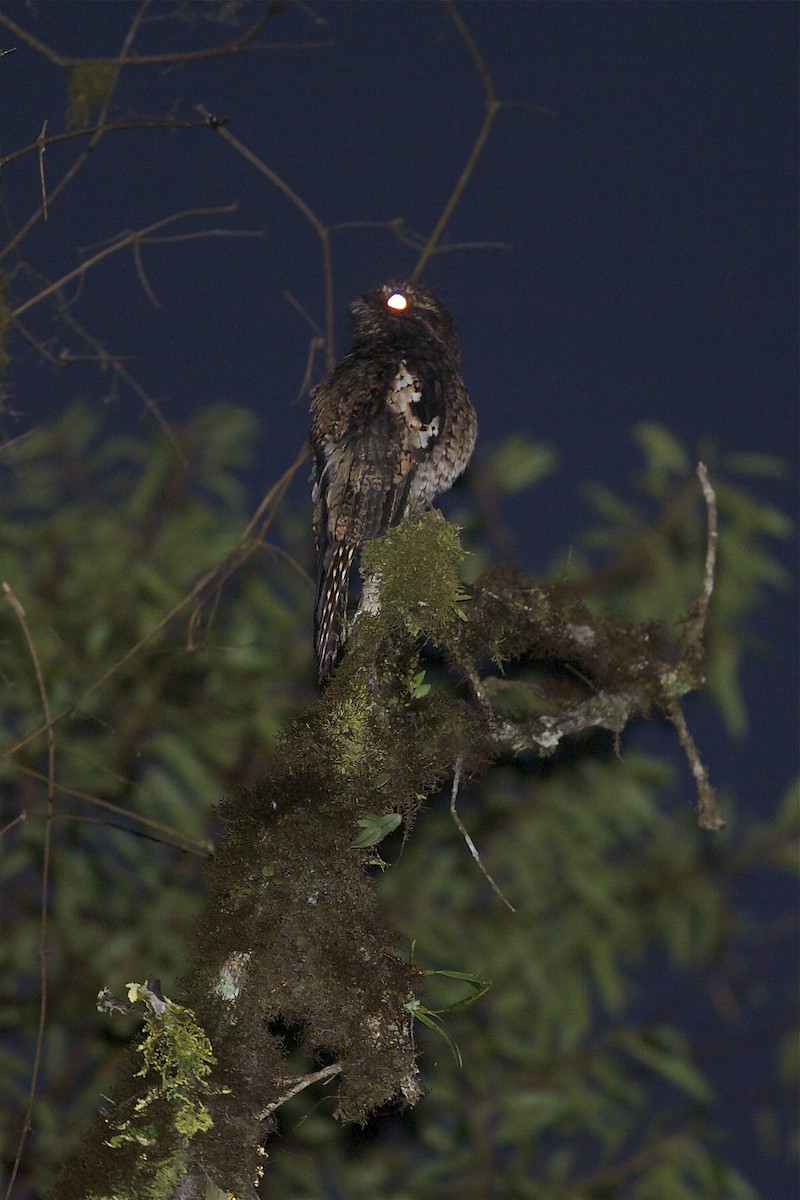 Andean Potoo - Marc FASOL