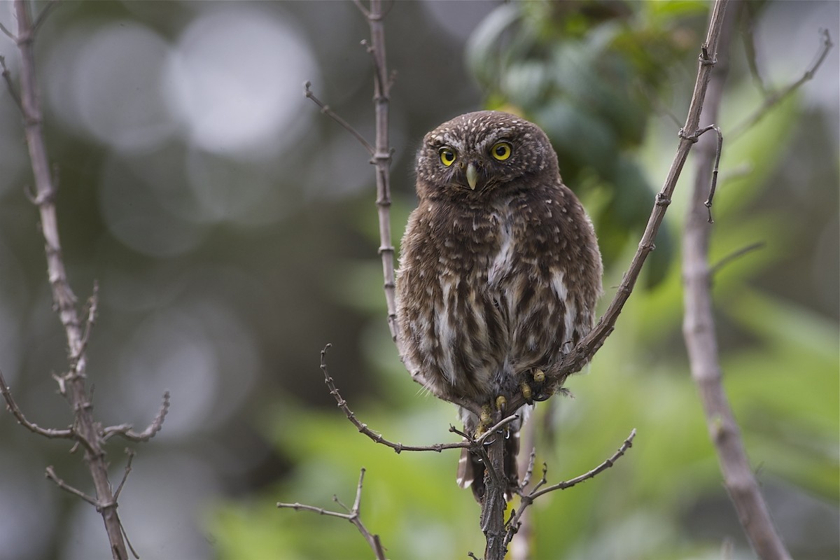 Yungas Pygmy-Owl - ML204955491