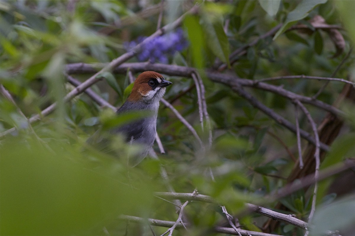 Apurimac Brushfinch - Marc FASOL