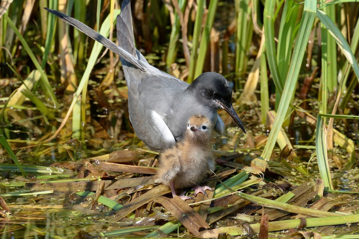 Black Tern (Eurasian) - ML204956101