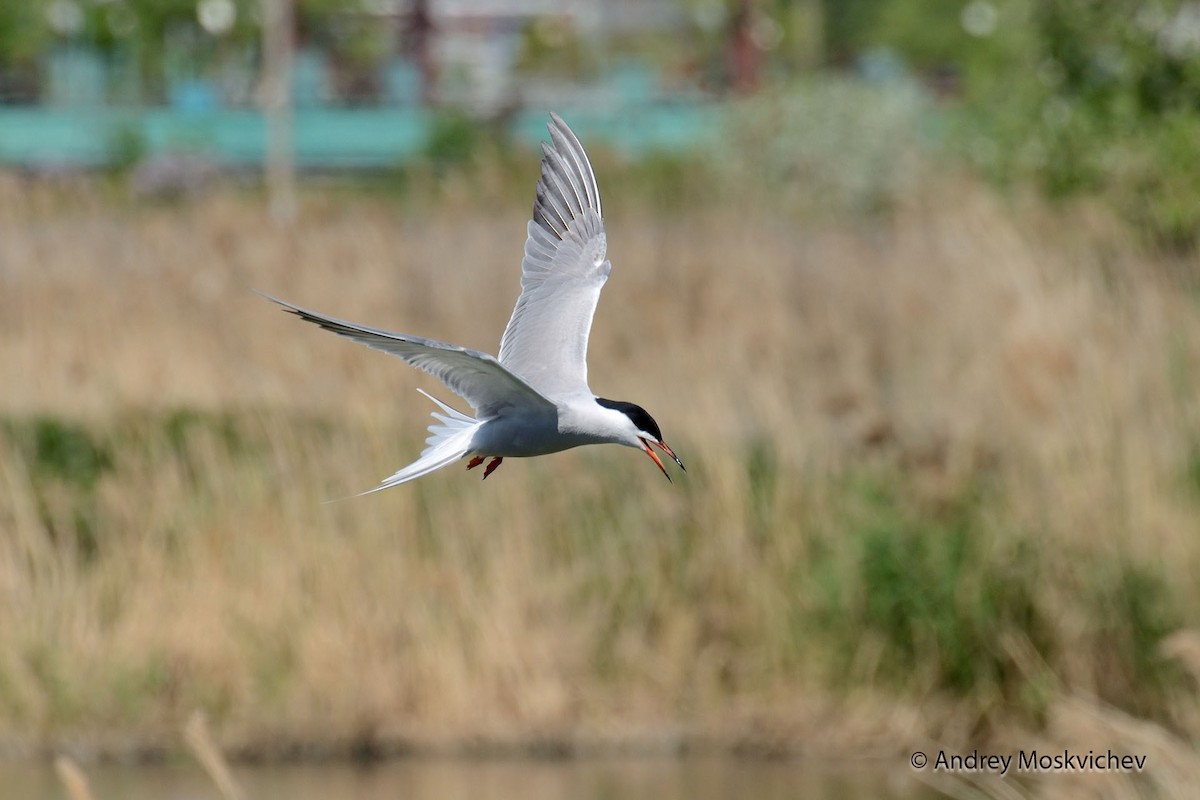 燕鷗(hirundo/tibetana) - ML204956111