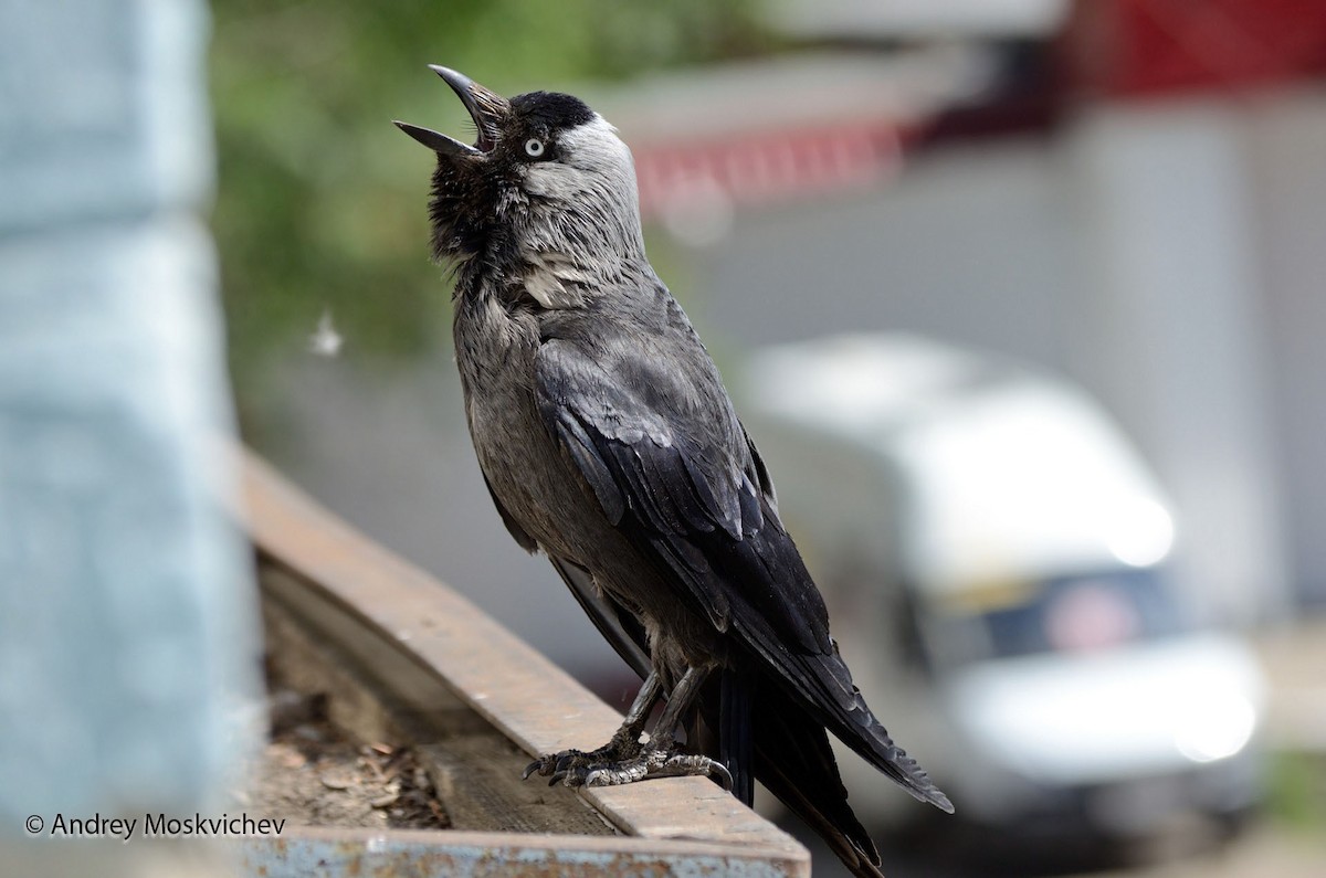 Eurasian Jackdaw - ML204956121