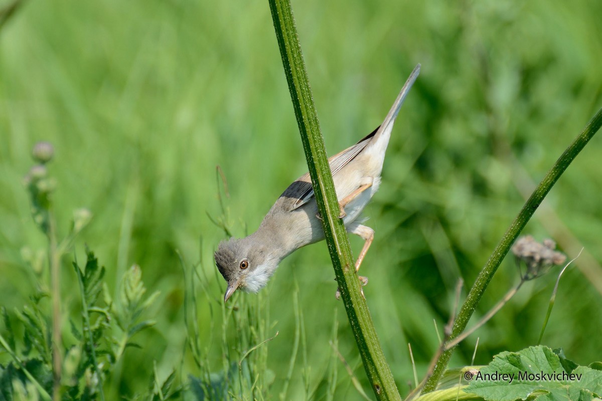 Greater Whitethroat - ML204956141