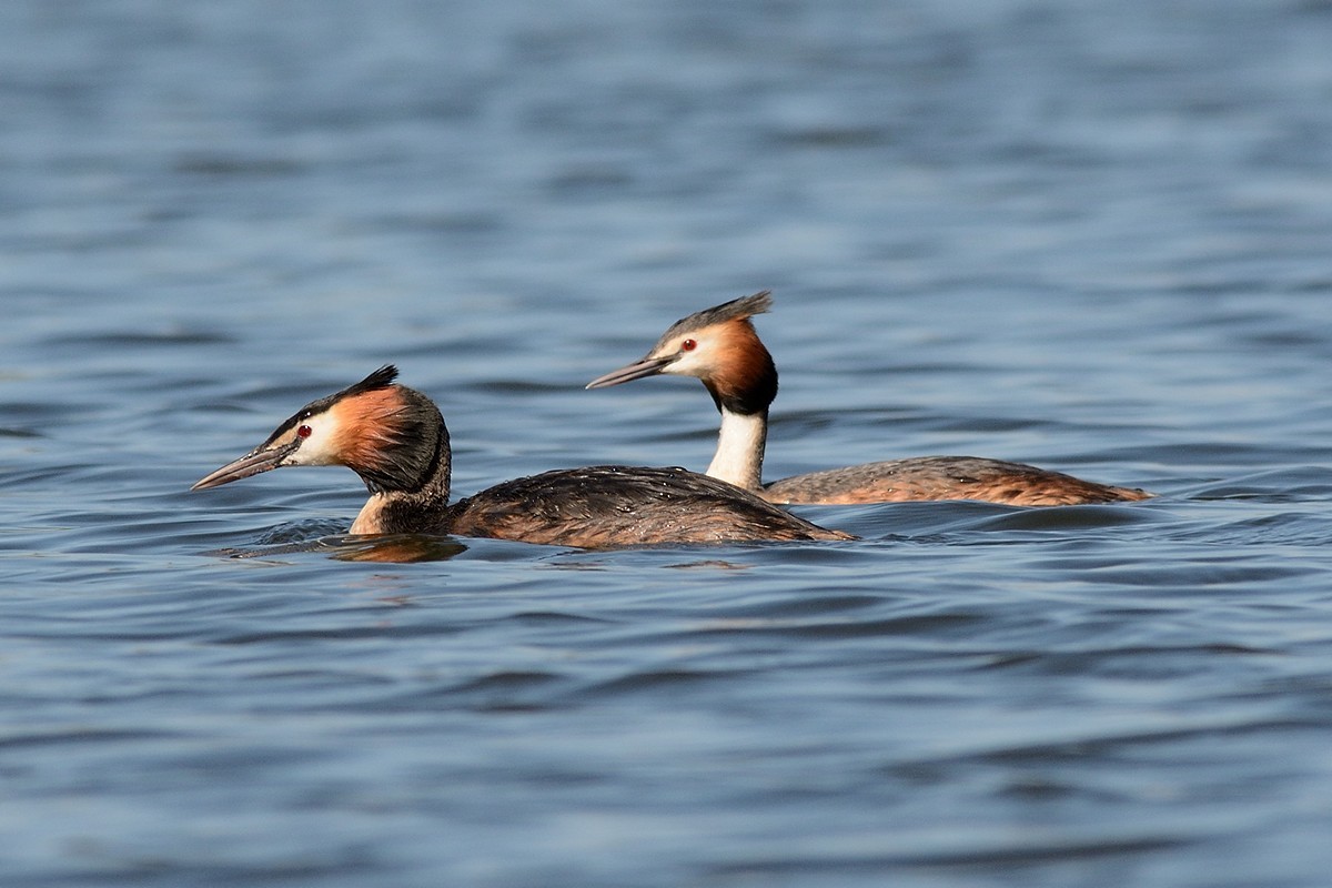 Great Crested Grebe - ML204956201