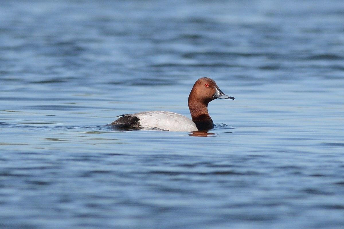 Common Pochard - ML204956211