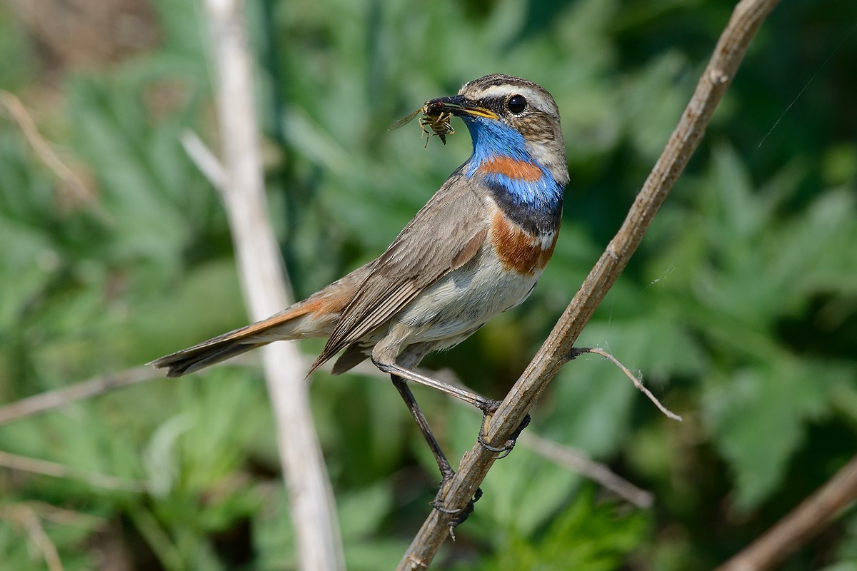 Bluethroat - ML204956221