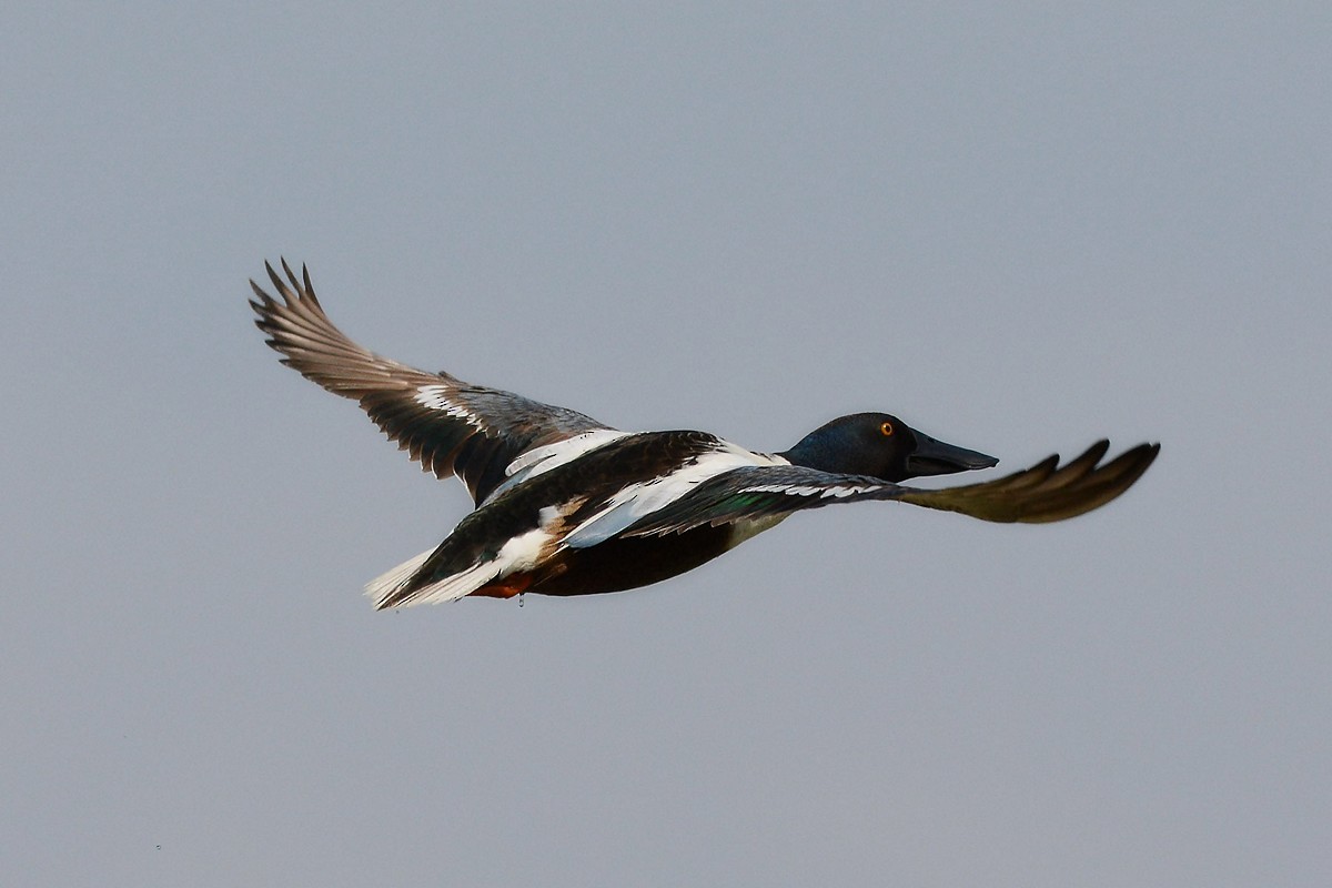 Northern Shoveler - ML204956241