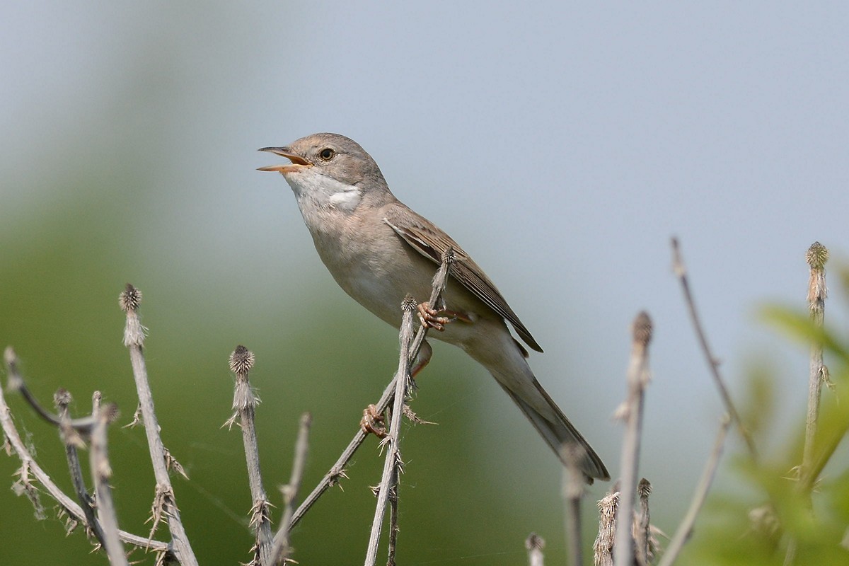 Greater Whitethroat - ML204956271