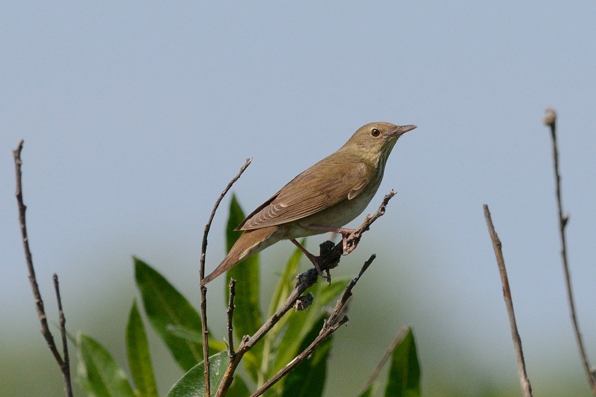 River Warbler - ML204956281