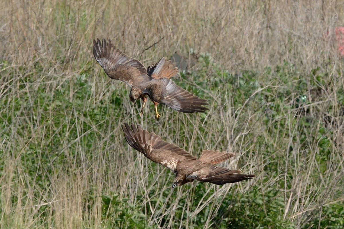 Western Marsh Harrier - ML204956291