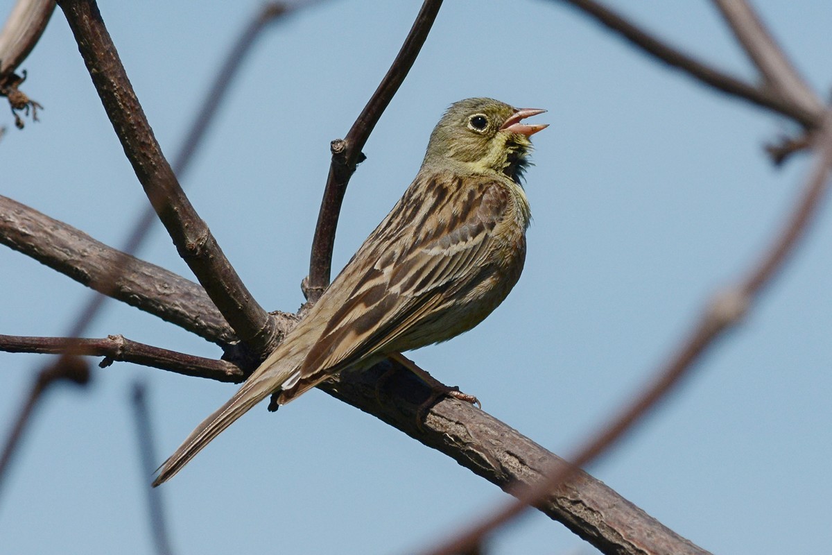 Ortolan Bunting - ML204956311