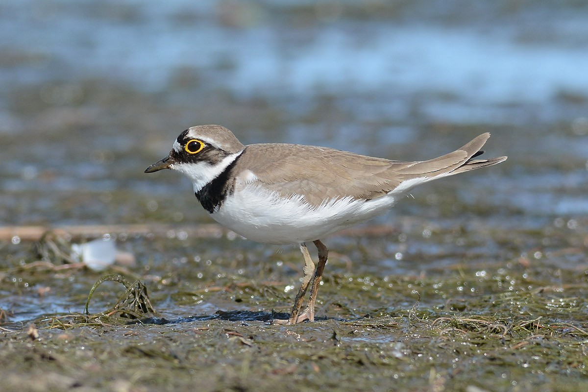 Little Ringed Plover - ML204956321
