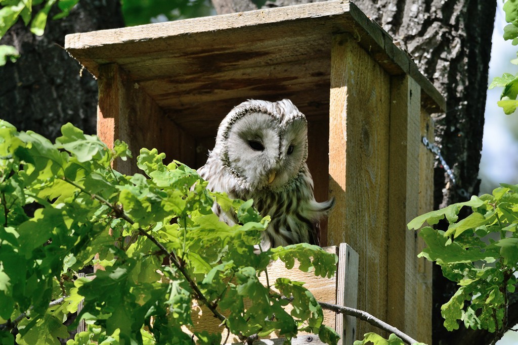 Ural Owl - ML204956391