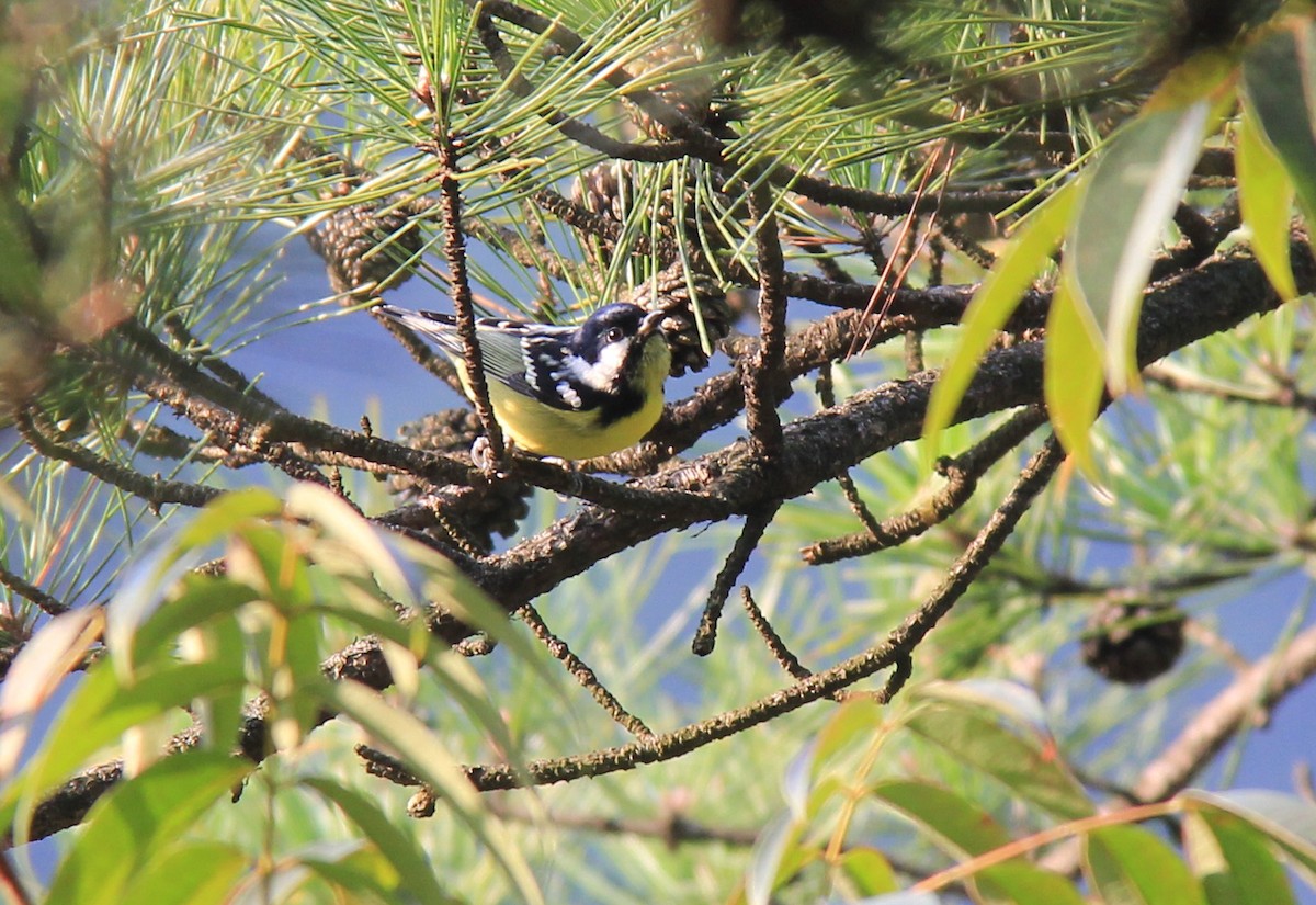 Yellow-bellied Tit - ML204956791