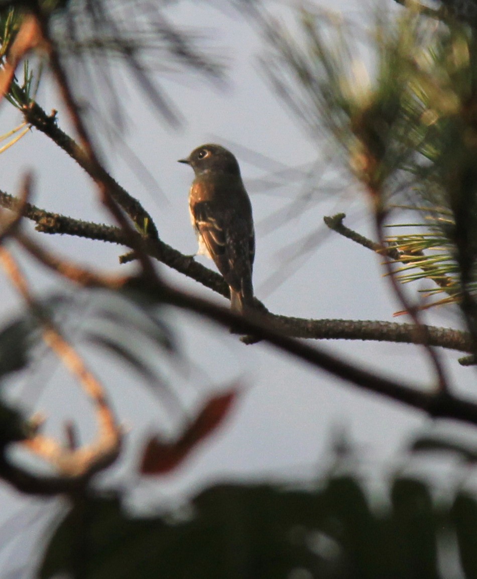 Ferruginous Flycatcher - ML204956801