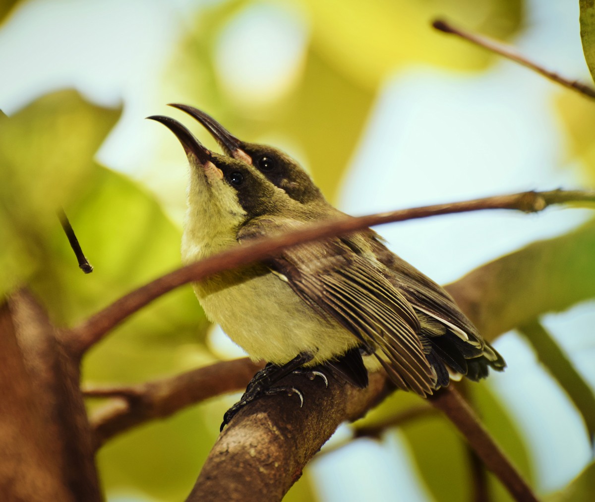 Loten's Sunbird - ML204957101