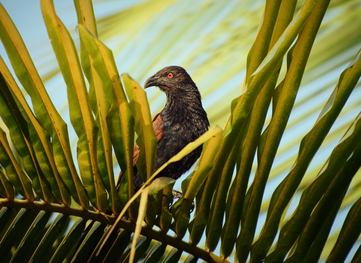 Greater Coucal - ML204957131