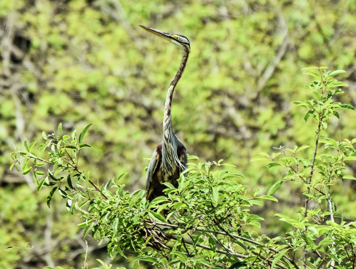 Purple Heron - Asiri  Gauthamadsa