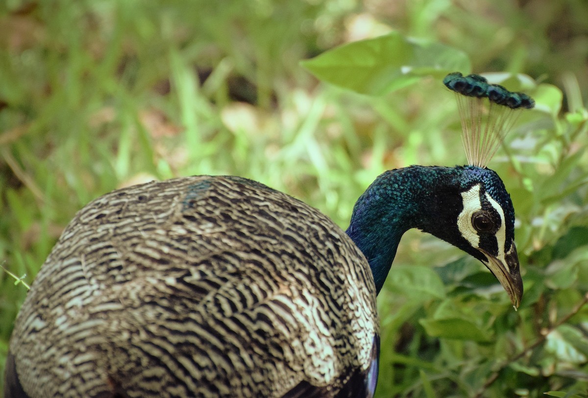 Indian Peafowl - ML204957181