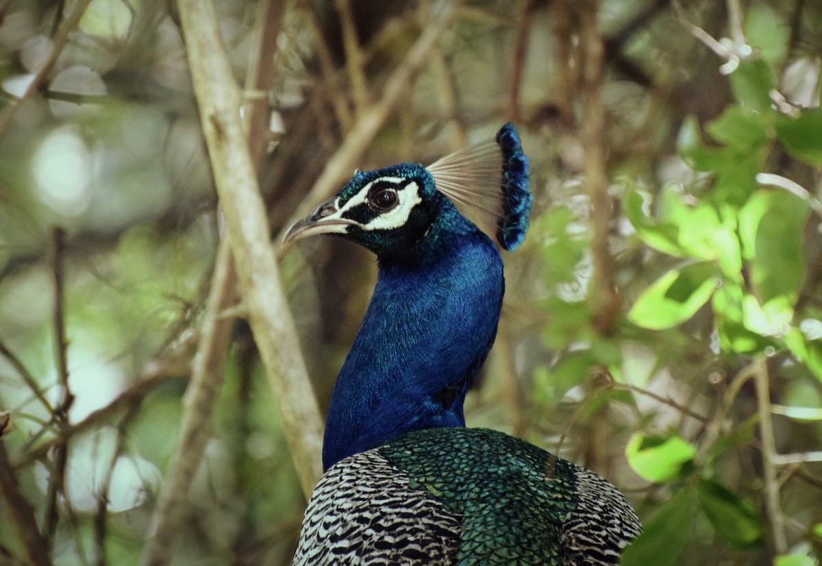 Indian Peafowl - ML204957191