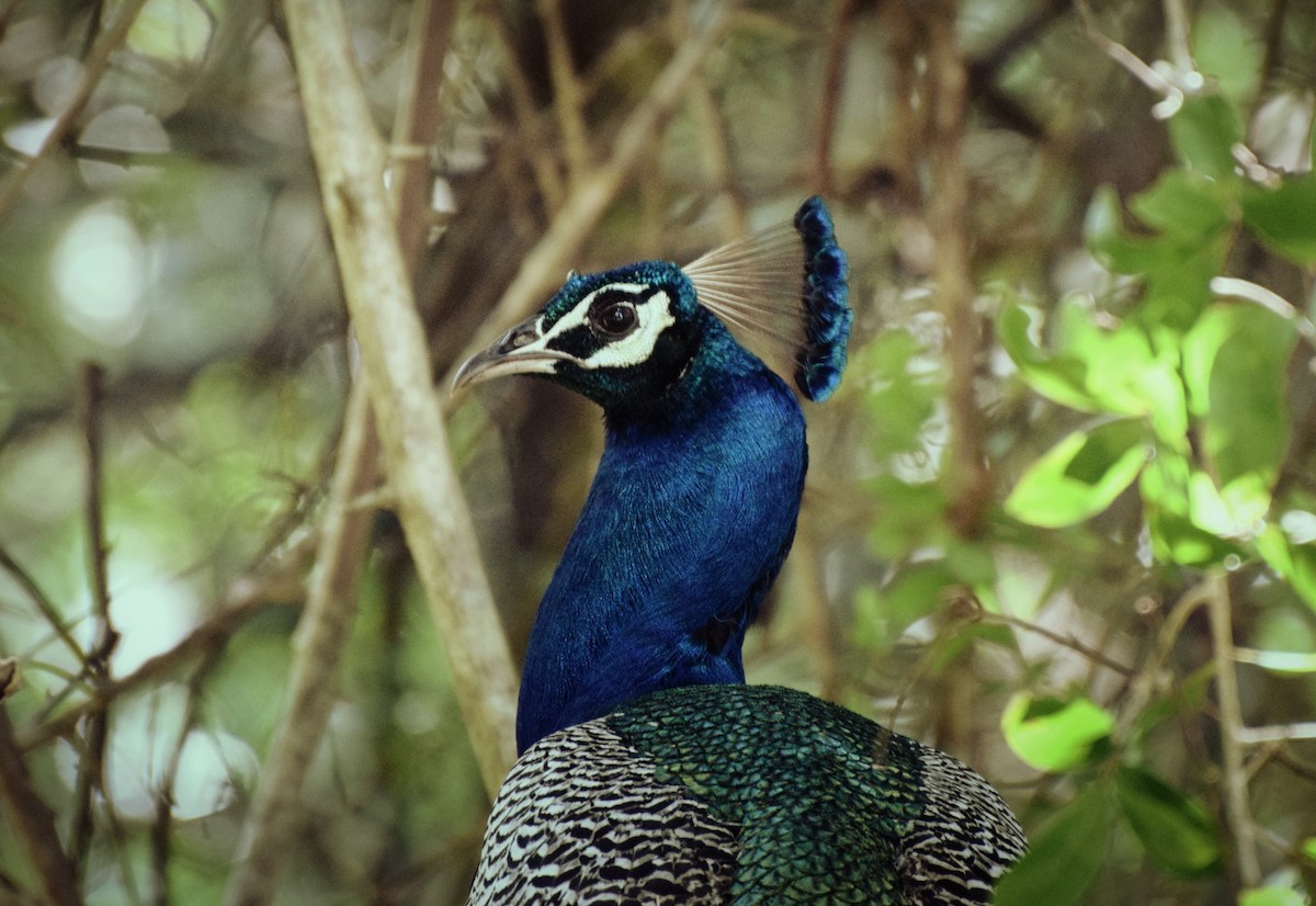 Indian Peafowl - Asiri  Gauthamadsa