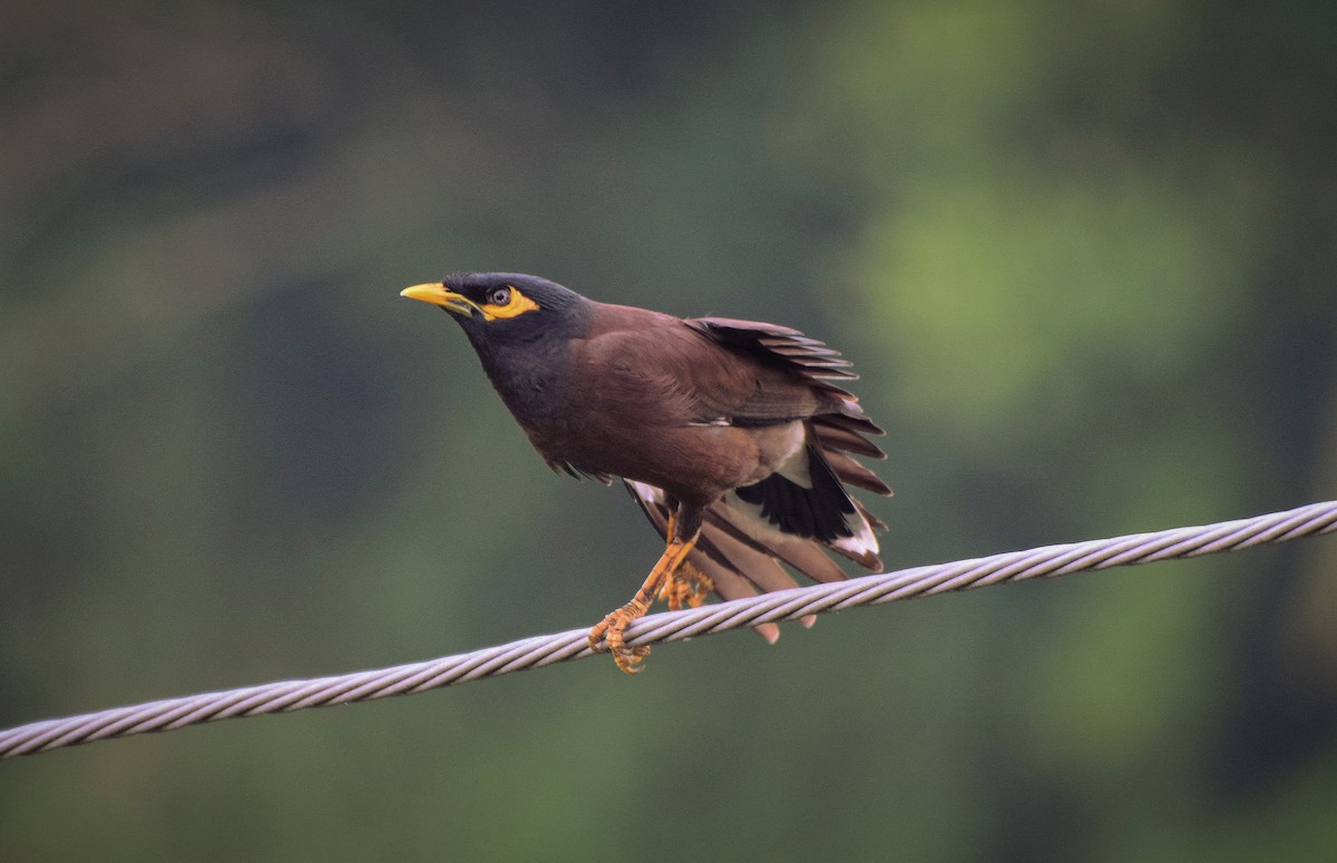 Common Myna - ML204957301