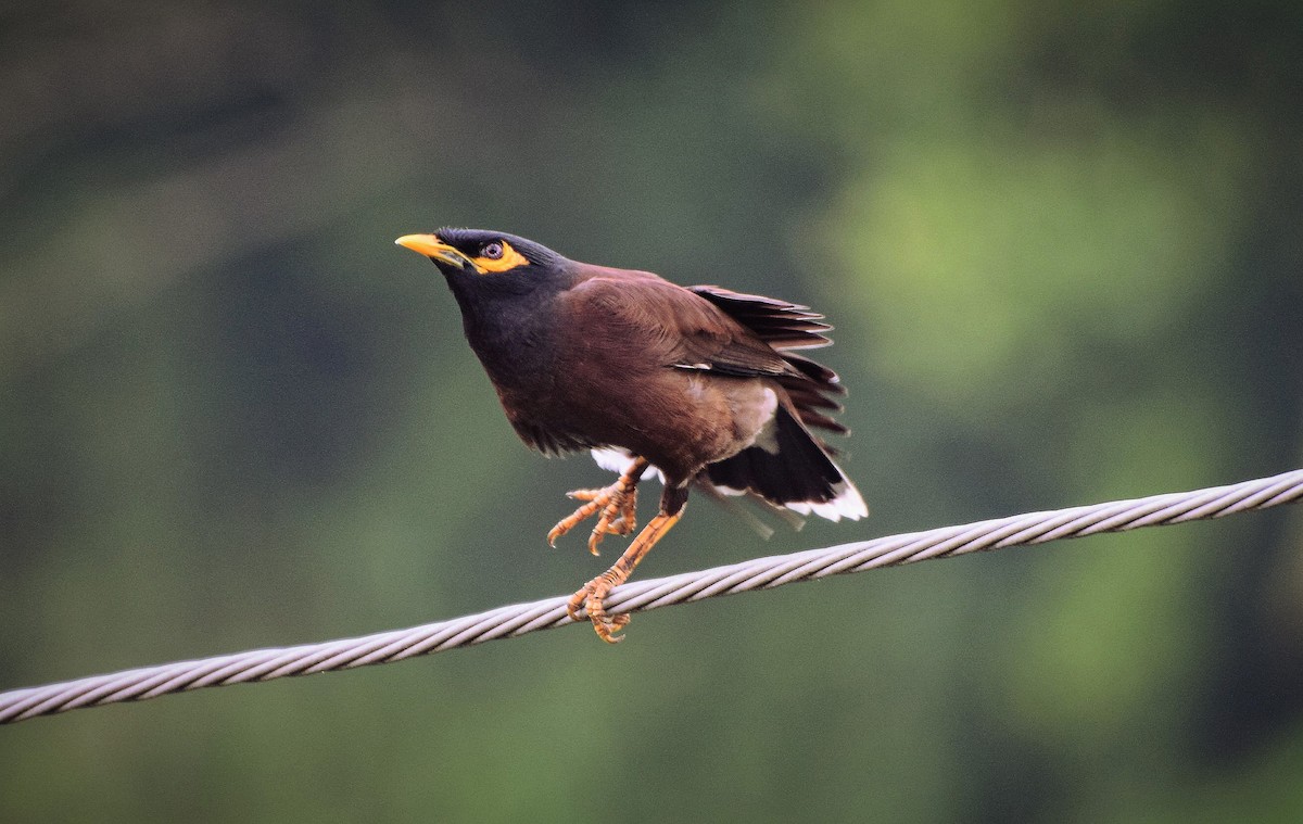 Common Myna - ML204957311