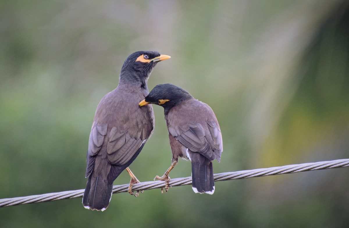 Common Myna - ML204957361