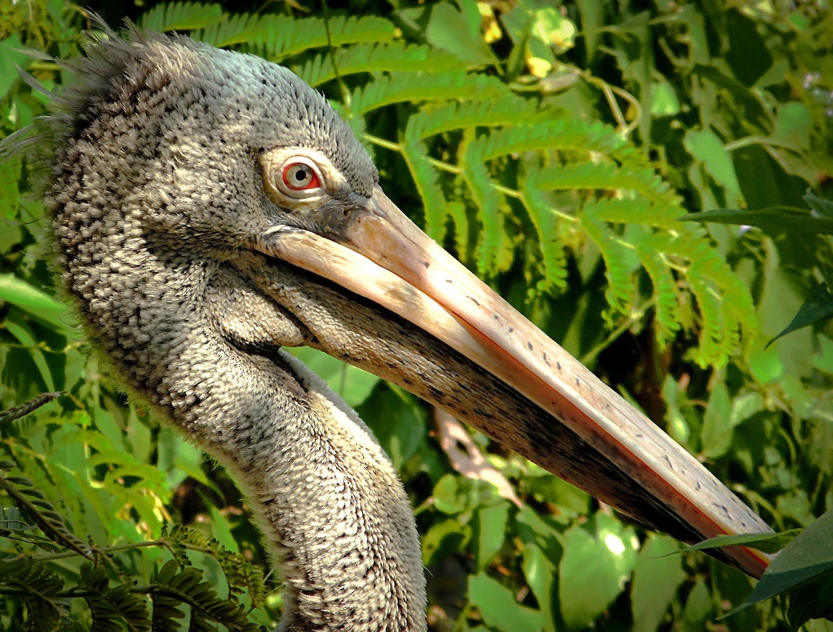 Spot-billed Pelican - ML204957561
